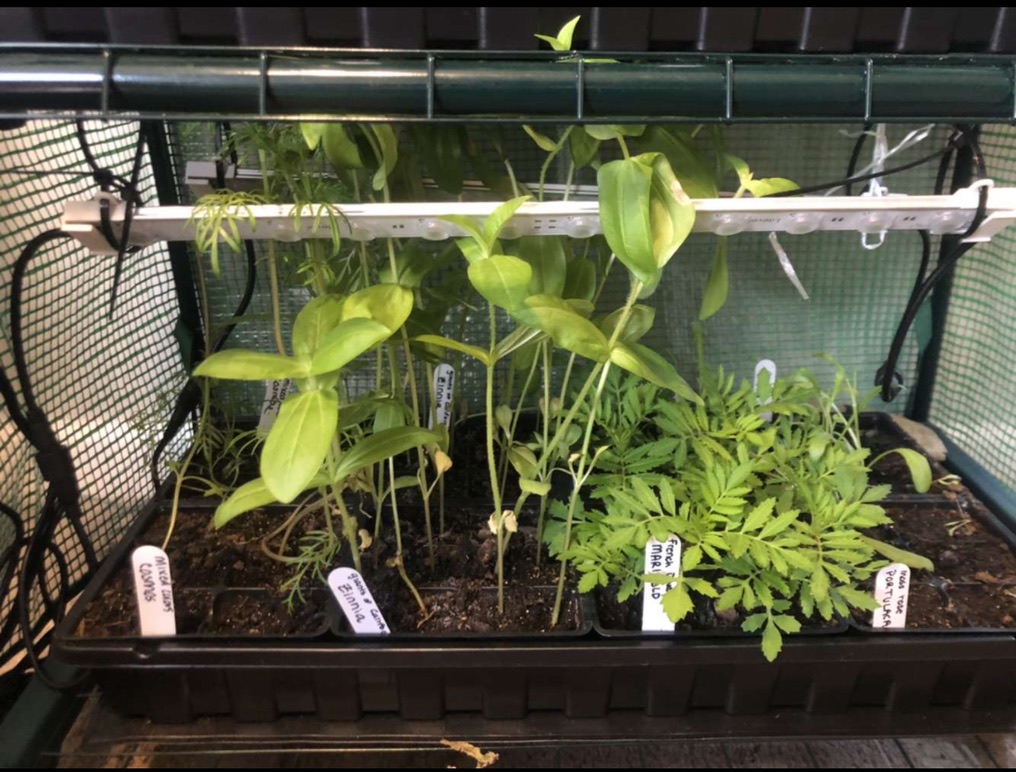 seedling plants in a seed tray under growing lights in a portable green house inside