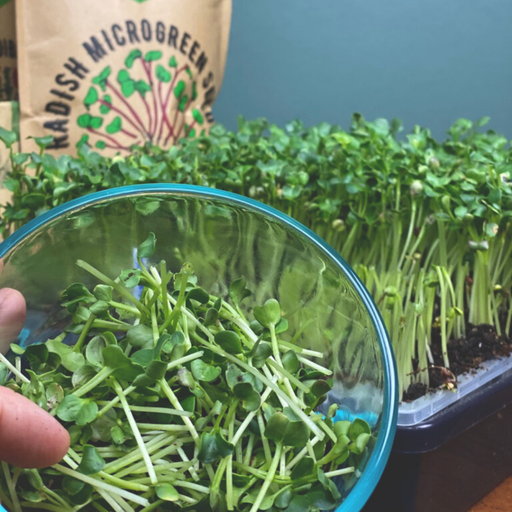 close up of harvested microgreens in a glass bowl.