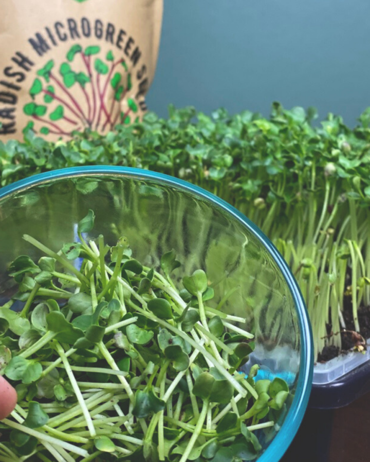 close up of harvested microgreens in a glass bowl.