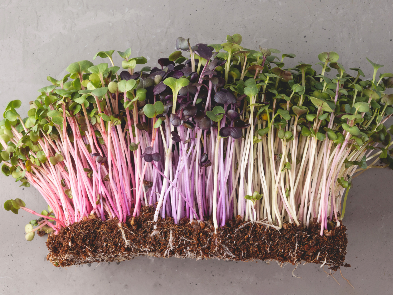 beet microgreens growing in soil, removed from the growing pot with exposed roots and pink colored stems