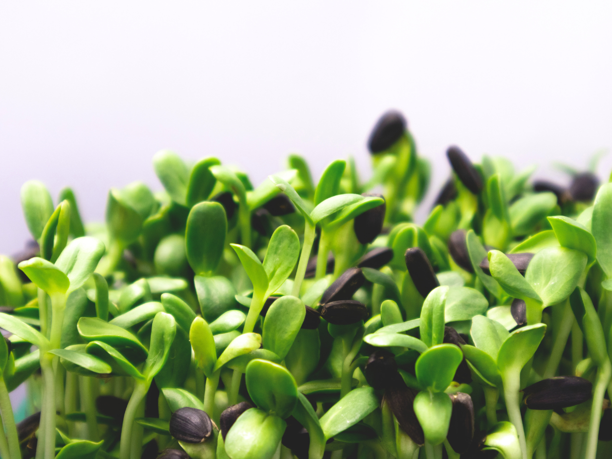 close up of sprouted microgreens showing two sets of leaves