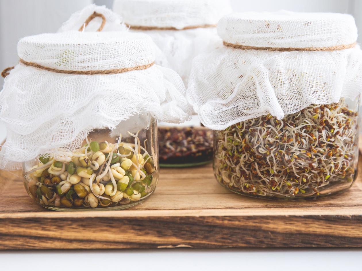 Three glass jars with sprouted microgreens