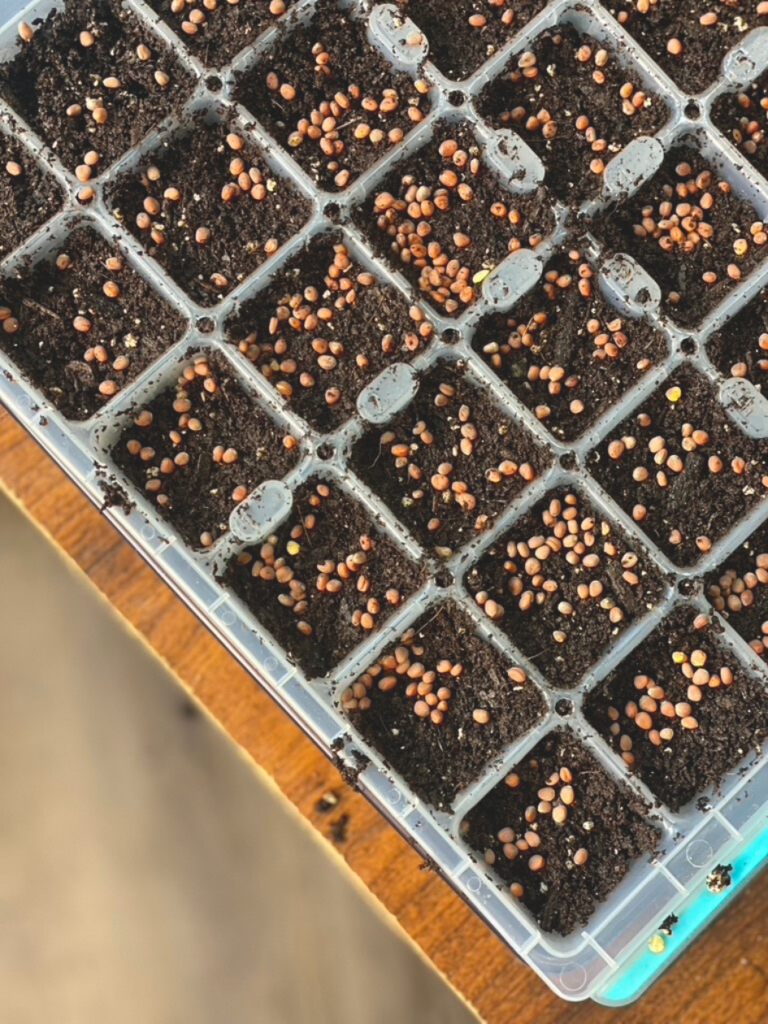 microgreen seeds sprinkled in a plastic container with soil