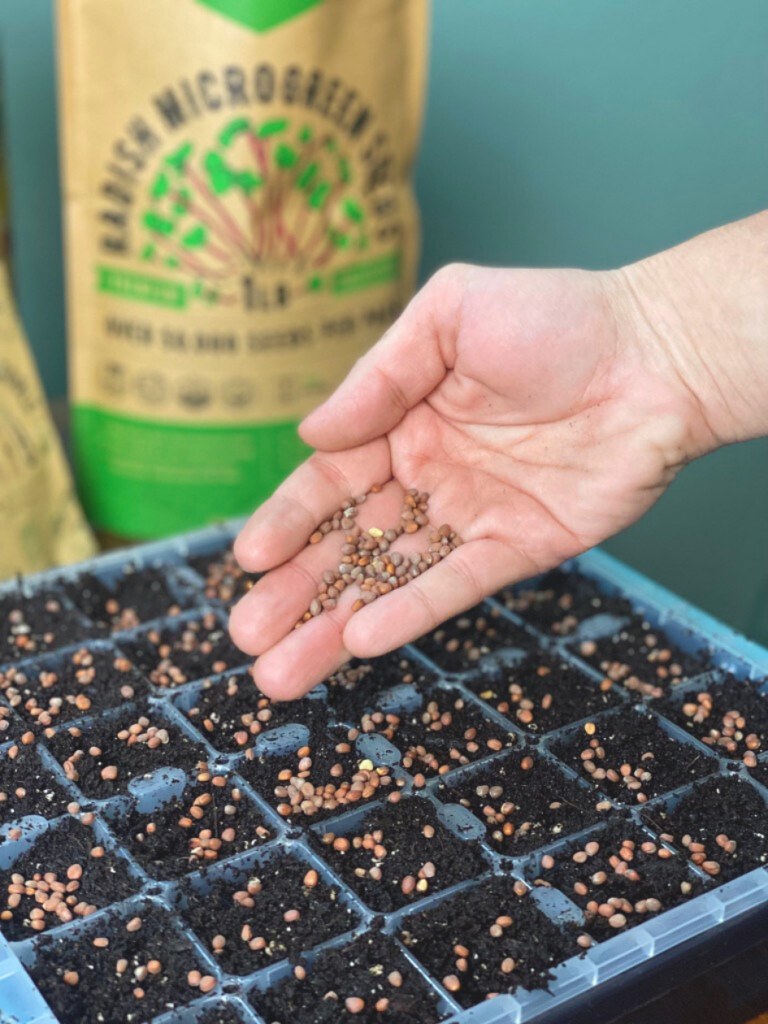 woman's hand holding microgreen seeds, sprinkling them over a container with soil